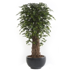 Ficus artificial Deluxe
