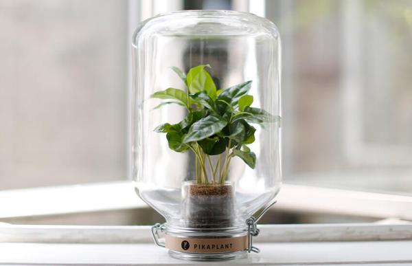 Pikaplant Jar, una planta dentro de un tarro ¡que no necesita regarse!