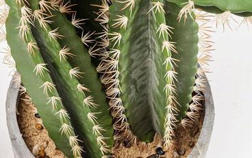 Si te encantan las plantas, pero se te mueren hasta los cactus, esto te interesa...
