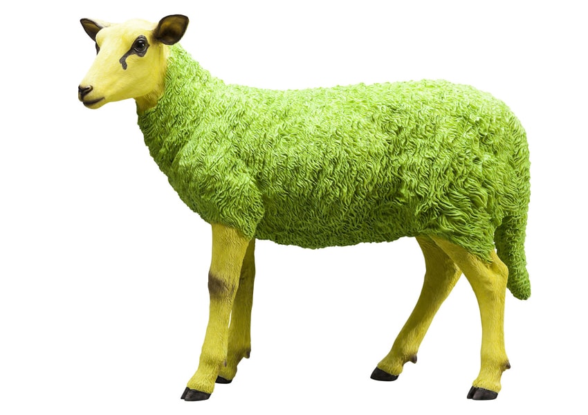 sheep12